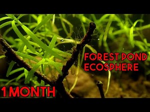 Woodland Pond Ecosphere - 1 Month Update!