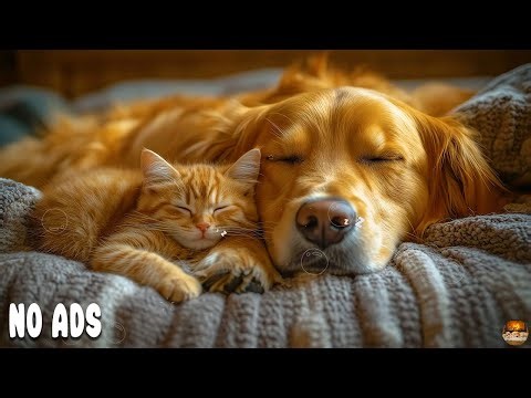 Dog Music Therapy 🐶 12 Hours Soothing Sounds for Sleep & Anxiety Relief | Music for Dogs