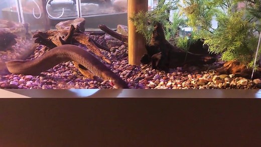 Eel or Salamander? If you go by its looks, you may have been fooled by this amphibian. The Greater Siren is a type of salamander that lives exclusively in aquatic environments. Its external gills, short forelimbs, and lack of hind limbs are few features that make Great Sirens unique creatures among the salamander family. Our Greater Siren is located in the Mississippi River Center near the Main Channel. This animal loves to burrow and hide in vegetation, see if you can spot it! #Salamanders #Zoo