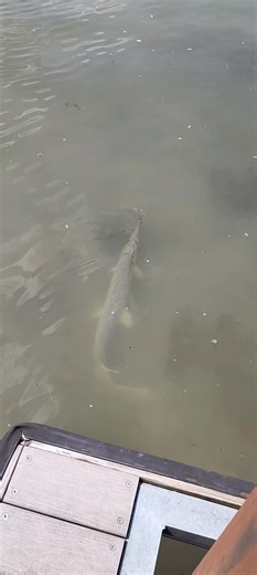 Alligator gar enjoying the Ohio River ⚓ Come be Captain of your own Ship and Enjoy the Ohio River like Never Before ..!! ⚓ Boat Rentals Available