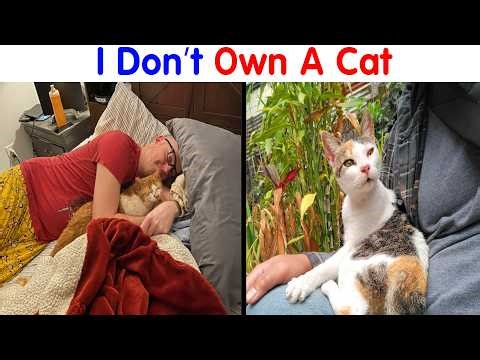 The Best " I Don’t Own A Cat " Moments That Will Make Laugh (Part 8)