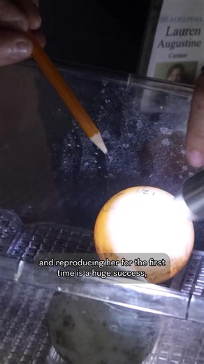 106K views · 7.1K reactions |  The Philadelphia Zoo's endangered Galapagos tortoises now have 16 kids. Another nine critically endangered Western Santa Cruz Galapagos tortoises have hatched at the Philadelphia Zoo, marking milestones for the nearly 100-year-old parents and conservation efforts.  by The Associated Press; The Philadelphia Zoo ✂️ by Astrid Rodrigues / Staff | Philadelphia Inquirer | Facebook