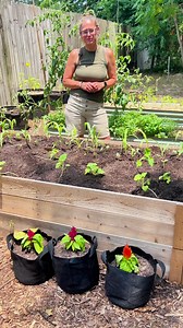 Three sisters companion planting in a raised garden bed. Planting corn, beans, and squash together. #threesisters #3sisters #gardentips #growyourownfood #vegetablegarden #growingfood #backyardgarden #gardening #organicgardening #urbangardening #companionplanting #organicgarden #permaculture #sustainability | Perkyplantparent