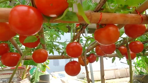 1.4K views · 23 reactions | Grow tomatoes for your family with this method, you won't have to buy tomatoes anymore | Farmers #Trend | Facebook
