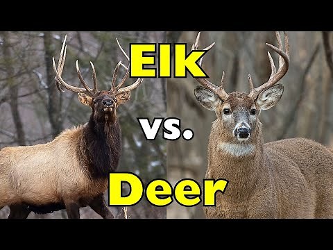 Elk vs. Deer: The Difference Most People Get Wrong [ID0823]