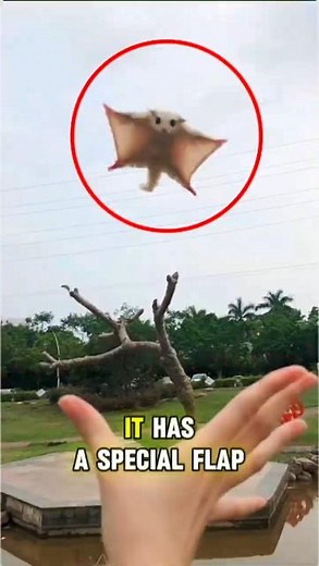 “This Tiny Animal Can Fly Without Wings… (Sugar Glider Secrets!) 😱” #AnimalFacts #WildlifeShorts