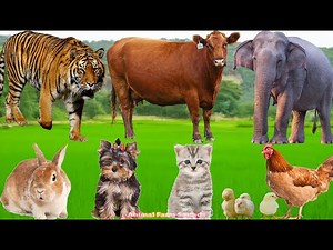 Farm Animal Food Moments: Cow, Goat, Sheep, Dog, Cat, Pig & Chicken – Cute Feeding Video