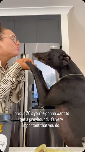 Peach, Bear, Luna & Bingo the greyhounds on Instagram: "HAPPY GOTCHA DAY BEAR!!!! The stinky boy that started it all 5 years ago. The biggest mummy’s boy, the best brother and the most reliable alarm clock in the world 🥰❤️"