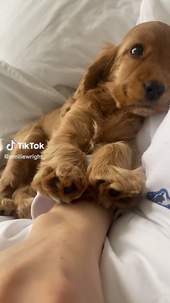 The Sweet and Playful World of Show Cocker Spaniel Puppies