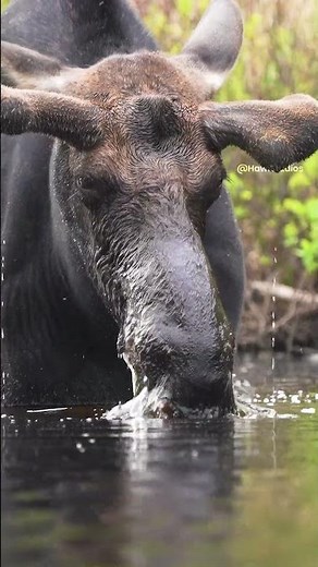 slow motion video of a bull moose raising its head 2024 06 21 15 49 13 utc000 1