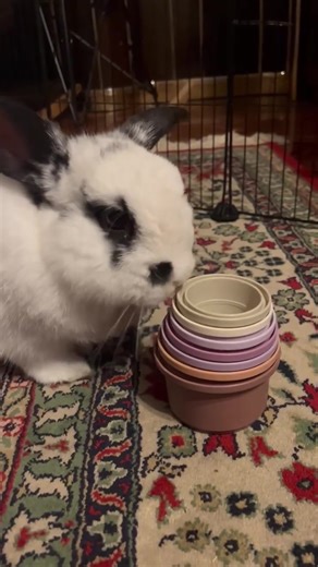 Cute Rabbit Plays with Stacking Cups on TikTok
