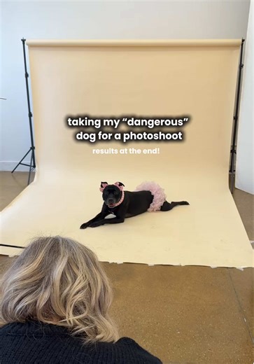 she was made for this! 😭😍 🎀 double bows by me @Wildly Cute Bows 🤍 beaded collars by @Hypnotic Dog 📸pictures by @TheWaysOfTheDog