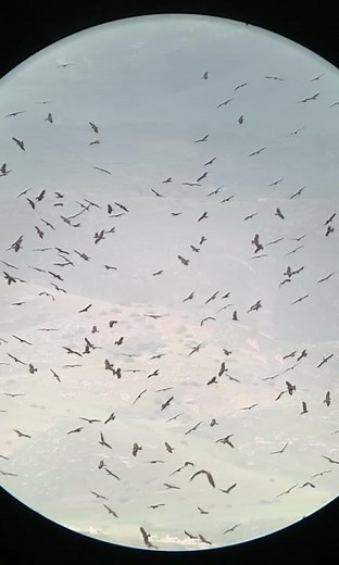 Thousands of Black Kites Flying in Slow-Motion