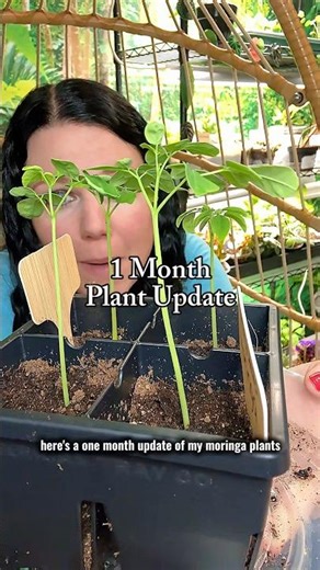 👇🪴How to grow Moringa from seed fast!