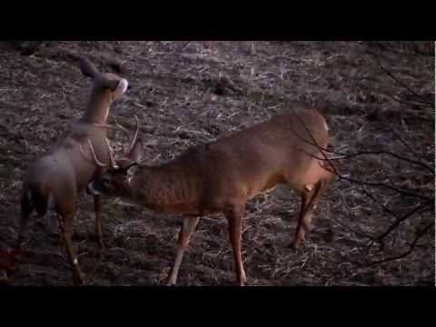Buck breeding a decoy