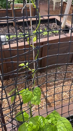 The bean is growing . . . We are busy planting beans ready for summer in some of our beds. What is your favourite? We have snake beans, runner beans, French beans and dwarf beans 齃 It’s been a busy few weeks #adelaide #glenelg #southaustralia #growitlocal #beans #snakebeans | Glenelg North Community Garden | Facebook