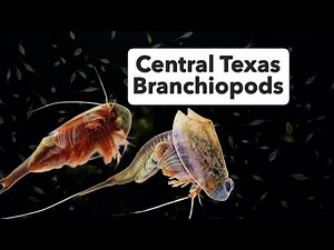 Texas Branchiopods and Their Ecosystem