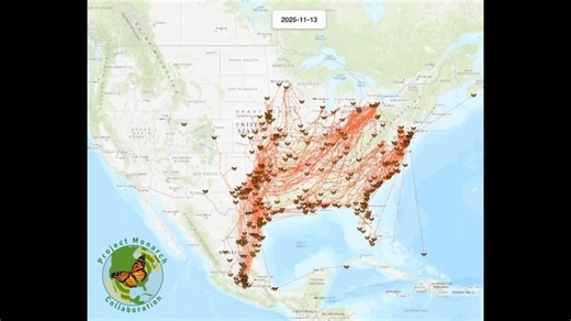 Cape May Point Arts and Science Center on Instagram: "Ever wonder where the monarchs go for the winter?🦋✨ This animated map shows the real migration paths of monarch butterflies traveling south this year, made possible through Project Monarch. It’s the most comprehensive monarch migration study ever, powered by ultralight transmitters and an incredible collaboration spanning from Canada to the Caribbean and into Mexico. What started as a bold idea between @cellulartrackingtechnologies and CMPAS