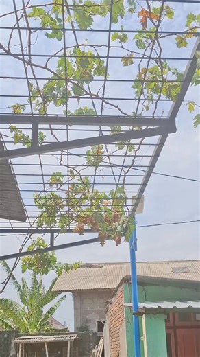 30 reactions · 57 shares | https://s.shopee.co.id/an_redir?origin_link=https%3A%2F%2Fshopee.co.id%2Fproduct%2F62582411%2F1835009883%3Fgads_t_sig%3DVTJGc2RHVmtYMTlxTFVSVVRrdENkVEg0SDd3VWo1MDQyT052d3EvY1B4WlJCbkZYcUZVWjZvVzlLcWdaTnpMWFkxMjJaQlBhQ1AzdjJqUGRYeDRKa3NhVFEzd1V1RFZZM1grVUt3SjhjbU5BRnNUYlZwa0F5c3UxYWNjWFJwR2U&sm=fb_partner&affiliate_id=11338281353 semua orang #realpro #fbpro #fyp #JangkauanLuas | Lilin Lukita | Facebook