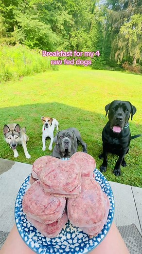 Breakfast for Raw Fed Dogs with Darwin's Raw Food - ASMR Dog Eating