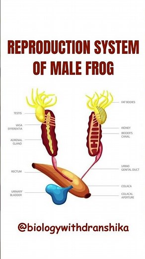 Reproductive System of Male Frog 🐸🧬 #male #frog #reproductivesystem #frog #anatomy #amphibians