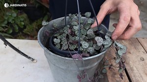 La Ceropegia woodii o enredadera rosario es una suculenta de porte colgante rústica, resistente y muy muy decorativa. 😍👏 Iñigo te cuenta las claves para manterla en perfecto estado en el hogar: | Jardinatis