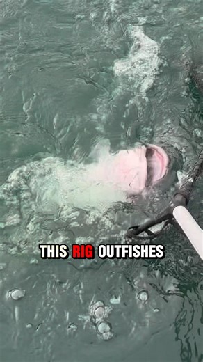 SANTEE Rig For CATFISH!! 🎣💯🐟#shorts #fishing