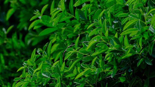 Bush, Tree, Herb. Free Stock Video