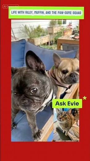 Life with Riley, Muffin, and The Paw-some Squad|Ask Evie