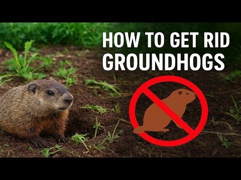 How to Get Rid of Groundhogs FAST (Humane & Effective Methods)