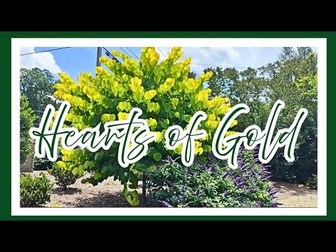 Replacing My Wishlist Tree🌳 | Kreatyve Gardenista