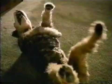 Geico Commercial - Laughing Dog