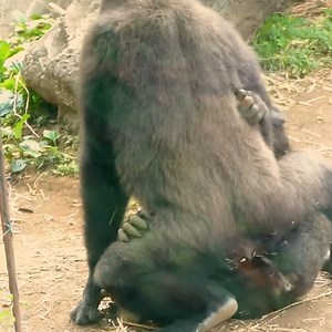 774K views · 16K reactions | #gorilla #gorillas #silverback #kingkong #monkeys | Animal video | Facebook