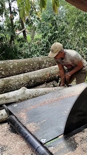 Milling a Big Pin Oak: Sawmill Process Explained