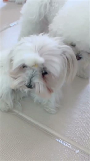 Partial or Focal Seizure in a Maltese