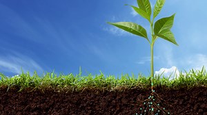 Transporting water - Revise: Transport systems - Plants - National 5 Biology Revision - BBC Bitesize