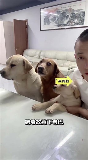 🔥直播精选🔥老八吓坏🤣2026-4-27💕#seven老四小迷糊 #seven一家 #pets #拉布拉多