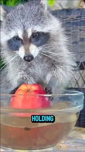 Why Raccoons Touch Food in Water Before Eating #reels #facts