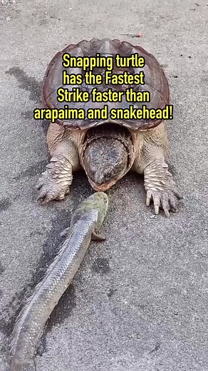 fastest striker 💀💀 | Albert's Guppy Adventure