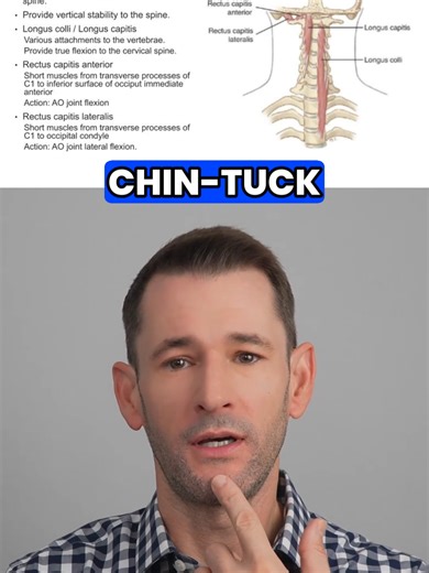 Deep Neck Flexors: The Core of the Cervical Spine #ptstudent #spine #biomechanics