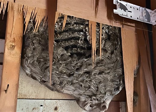 4.1K views · 12 reactions | Unusual sounds from the bedroom wall: my...