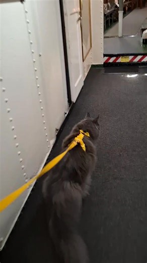 66K views · 1.3K reactions | ⚓️ “Just casually strolling through the HMAS Castlemaine, mates — a real ship turned into a fabulous museum here in Williamstown! ️ I must say, the sea breeze really brings out the fluff in my mane!  #CaptainRagnar reporting for duty!” #HMASCastlemaine #Williamstown #RagnarTheMaineCoon #MuseumCat #SeaCaptainVibes #mainecoon #MaineCoonAdventures #catsoffacebook #CatExplorers #FluffyCaptain | Ragnar the Maine Coon | Facebook