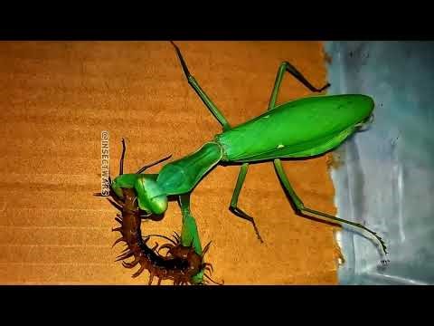 Praying Mantis vs Centipede 🕷️⚡ | Epic Predator Showdown You Won’t Believe! #insects #nature #fight