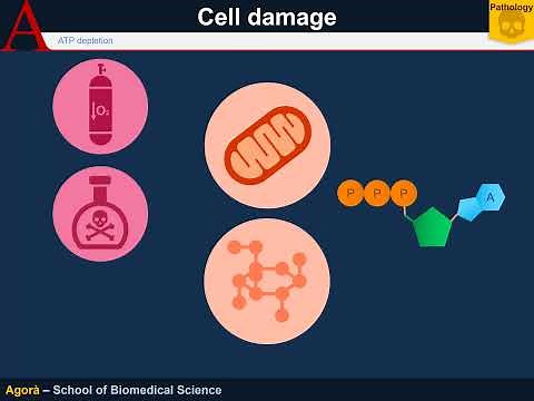 Cellular Pathology - ATP depletion damage