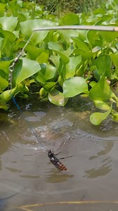 8.4K views · 22 reactions | The MOST UNIQUE Fishing Methods #fish #fishinglife | Unique Fishing Memories | Facebook