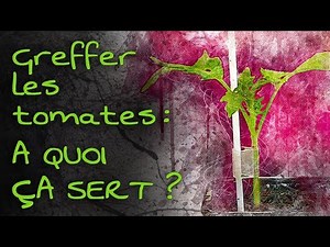 Greffer les tomates : à quoi ça sert ?