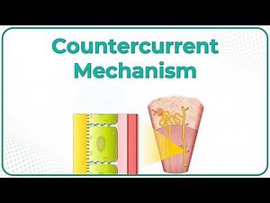 Countercurrent Multiplier / Countercurrent Exchanger / Urea recycling : Renal Physiology Animations
