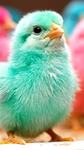 Colorful Chicks Playing Together