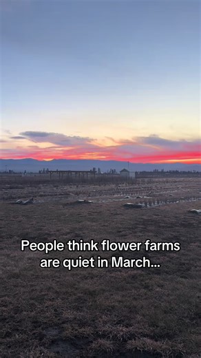 Most people think flower farms are quiet in March… but this is actually when the season begins. While the fields in Montana are still waking up, we’re inside the greenhouse starting seeds, organizing the flower stand, planning the season, and getting everything ready for the months ahead. Every tray of seedlings you see now becomes part of the bouquets, weddings, and u-pick experiences later in the summer. Spring at a flower farm doesn’t start when the flowers bloom — it starts with seeds, soil,