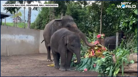 World Elephant Day | Bali Zoo Celebrates World Elephant Day With A Fruity Feast